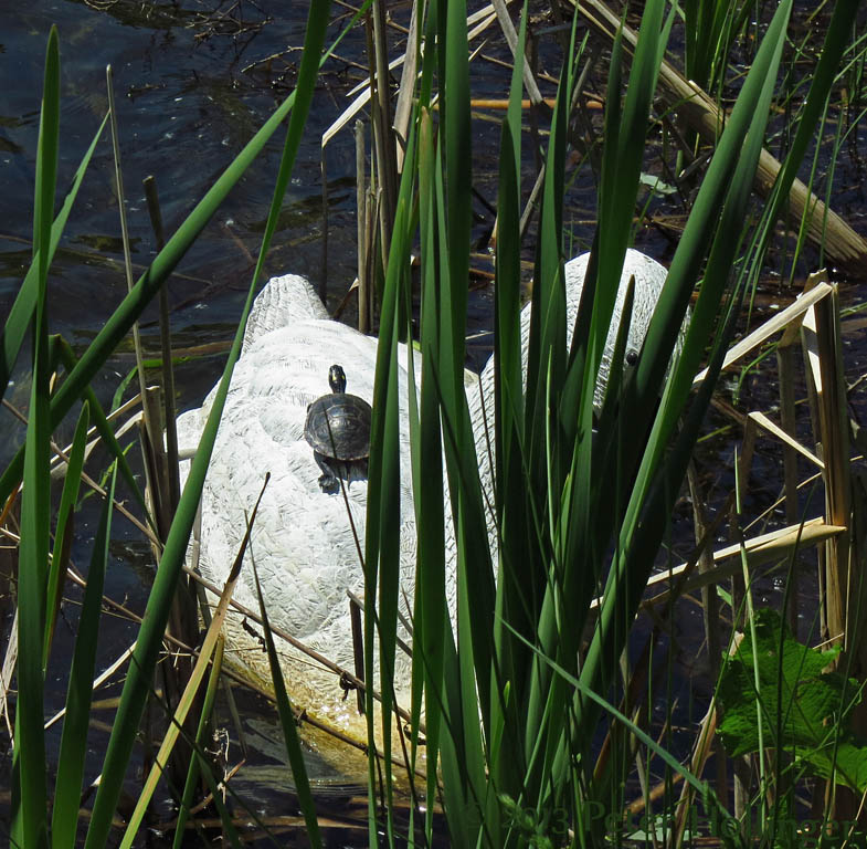 Painted Turtle sunning on a plastic swan