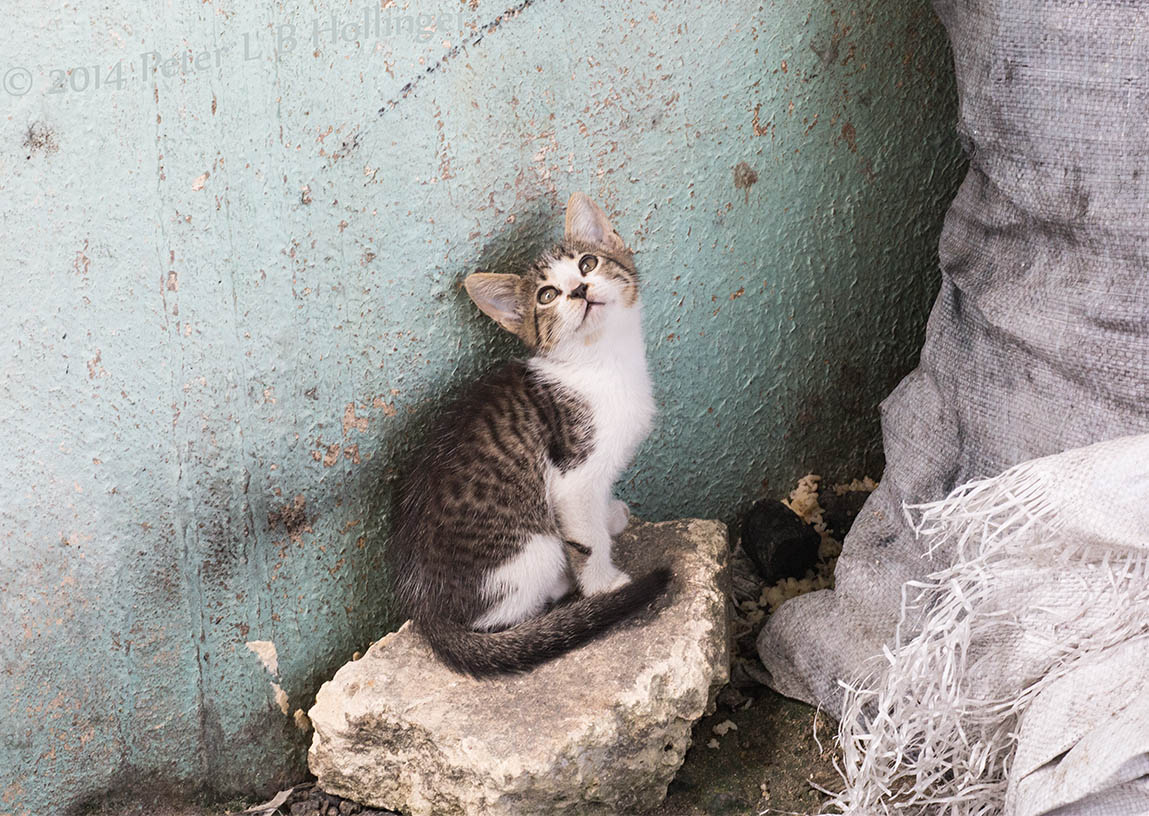 Las Salinas kitty