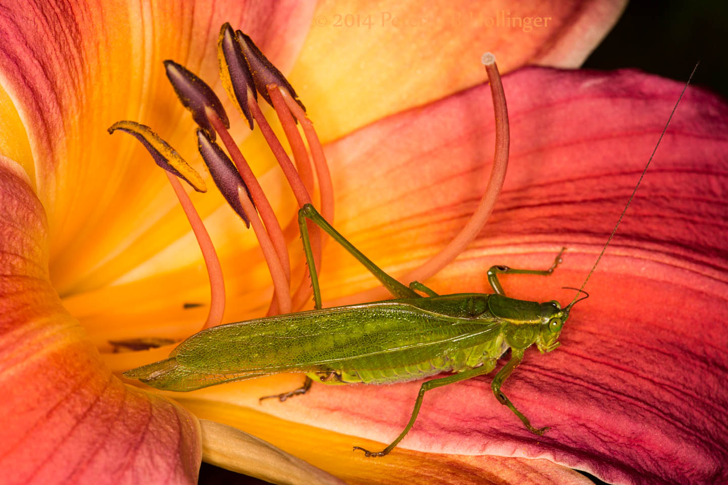 Katydid on Daylily