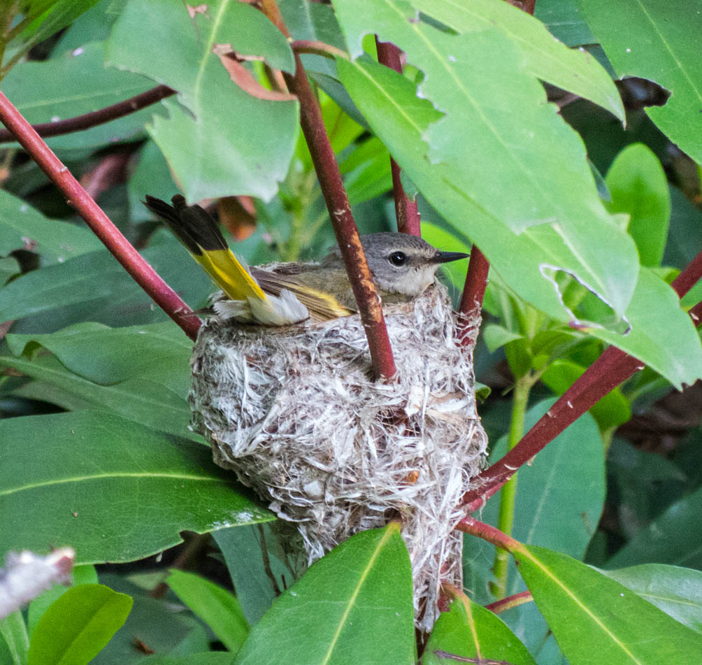 American Redstart