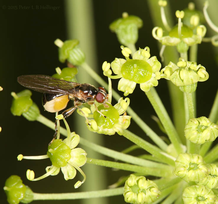 Fly with swollen whitish abdomen