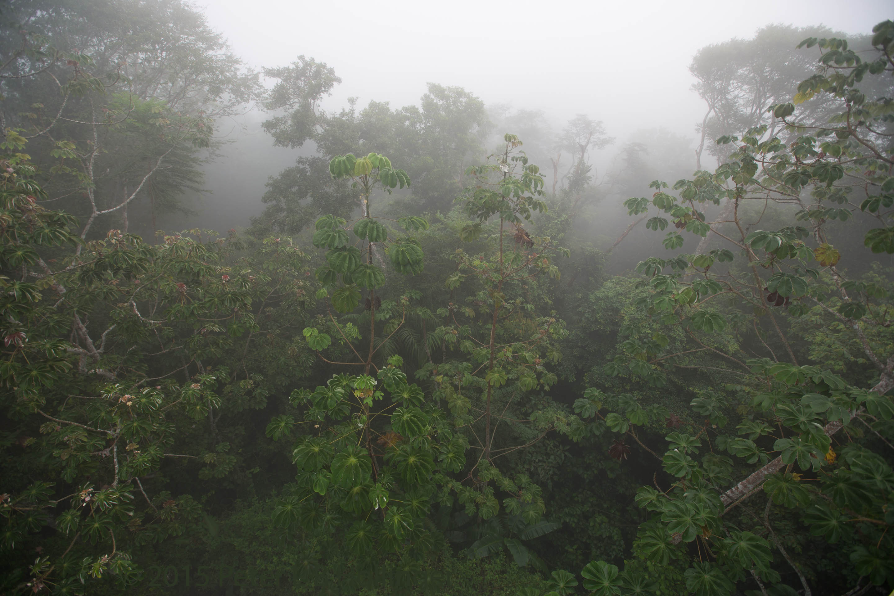 Cecropia trees on a misty morning (50%)