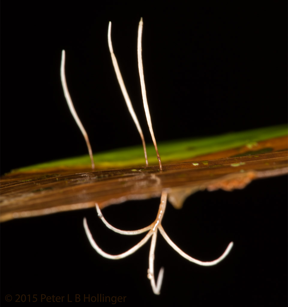 Some little slime mold or fungus on a Helliconia leaf