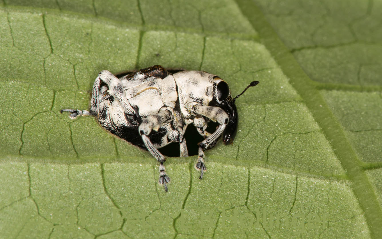Weevil enjoying its food