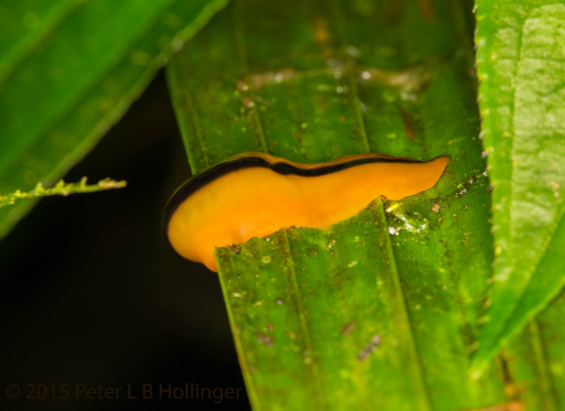 Orange Slug with Black Stripe