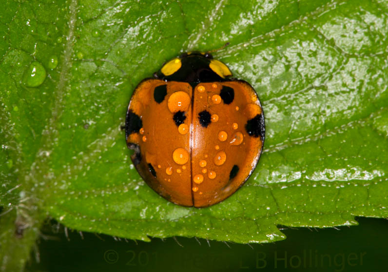 Dewy Orange Beetle