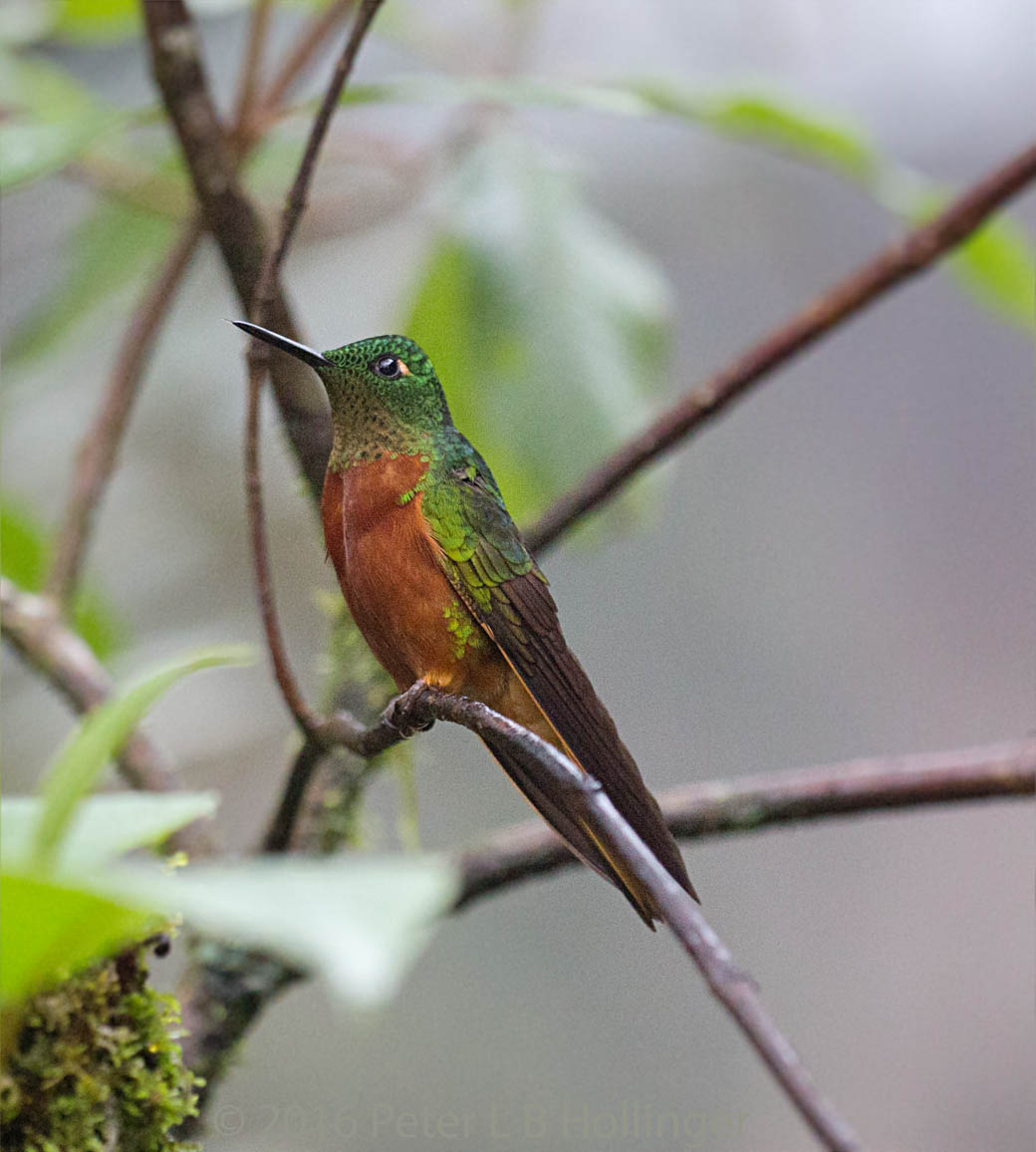 Chestnut-breasted Coronet  (<i>Boissonneaua matthewsii</i>)