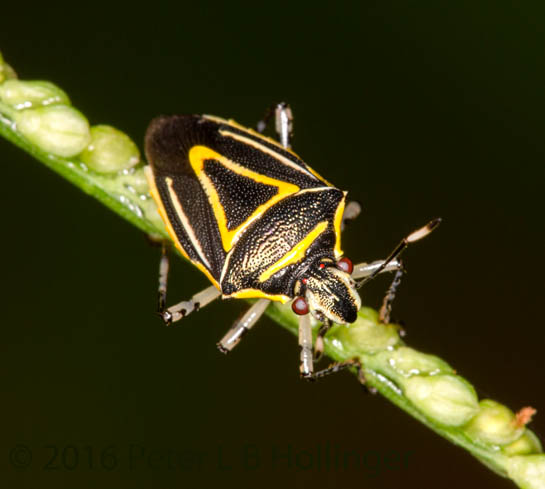 black bug with yellow triangle