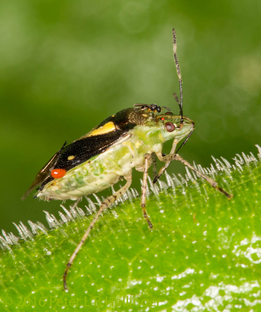 bug with mites and wasp