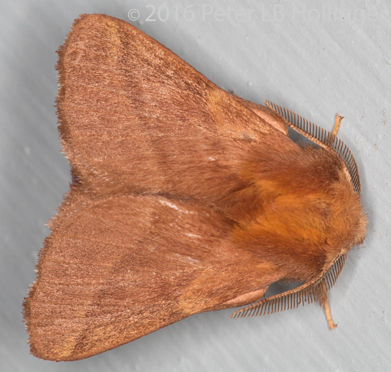 ph_9084 moth.jpg