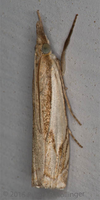 ph_9109 moth.jpg