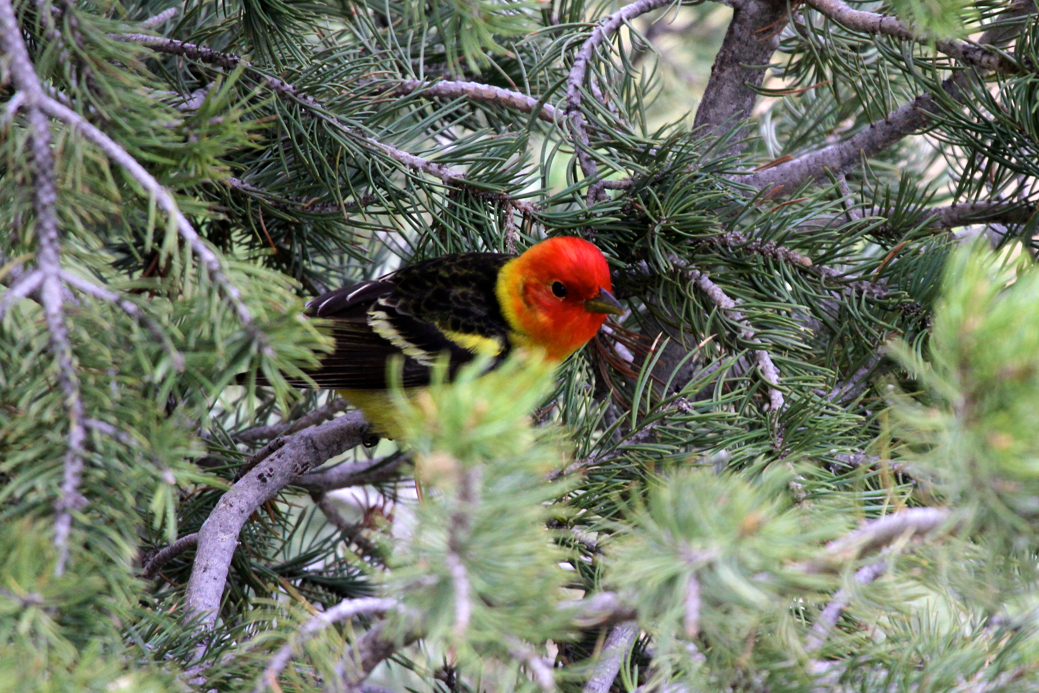 Western Tanager