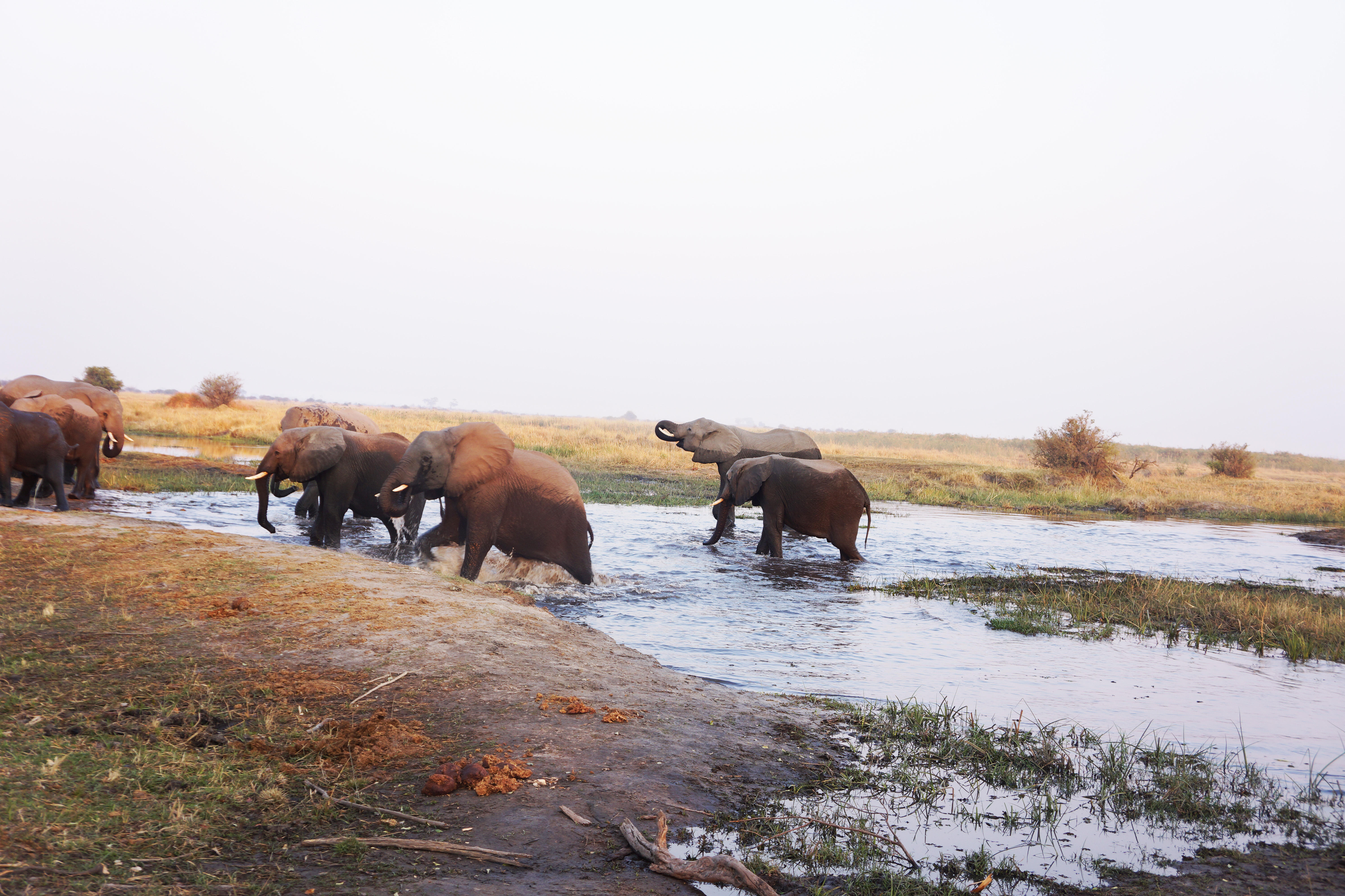 Elephants and river