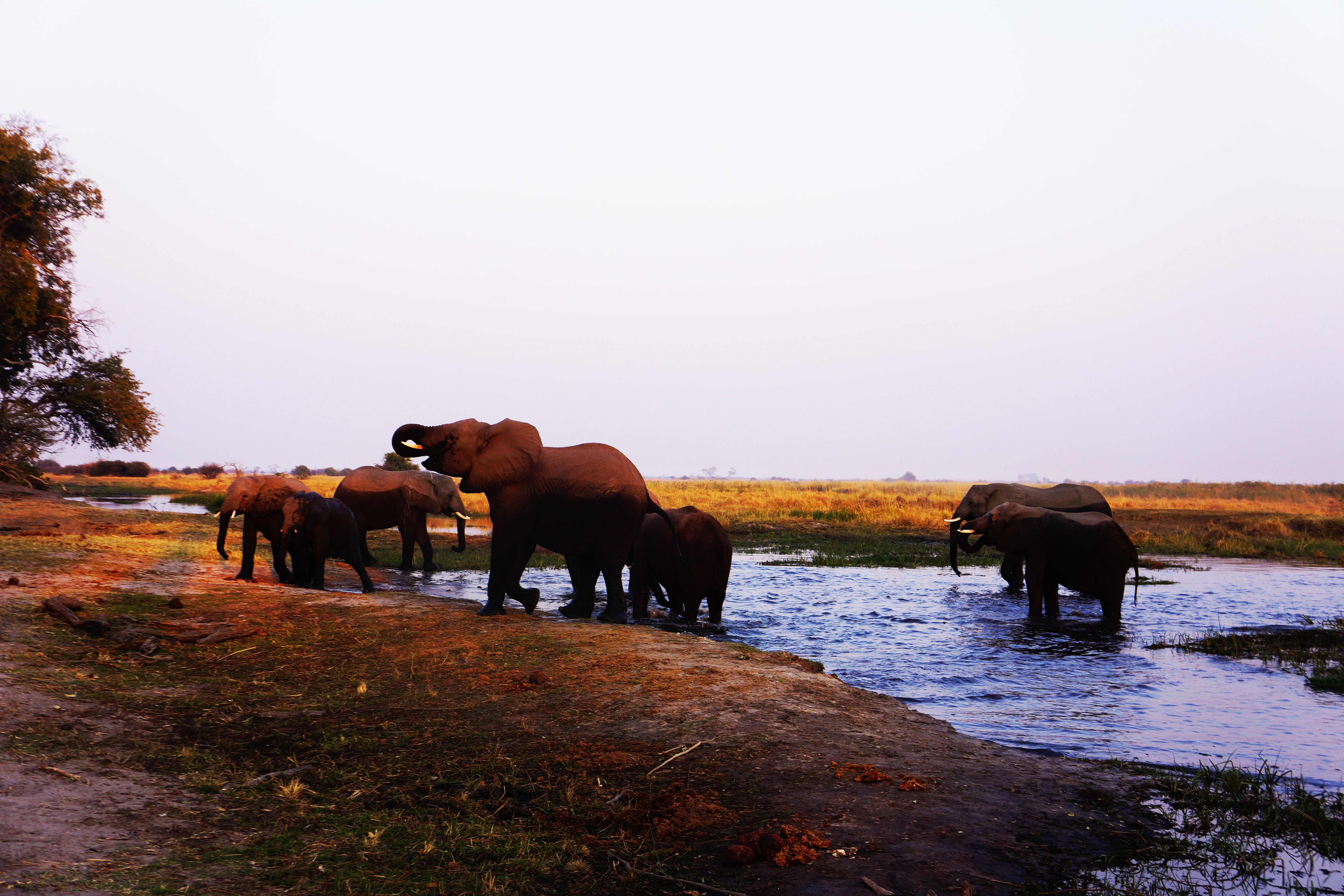 Elephants and river