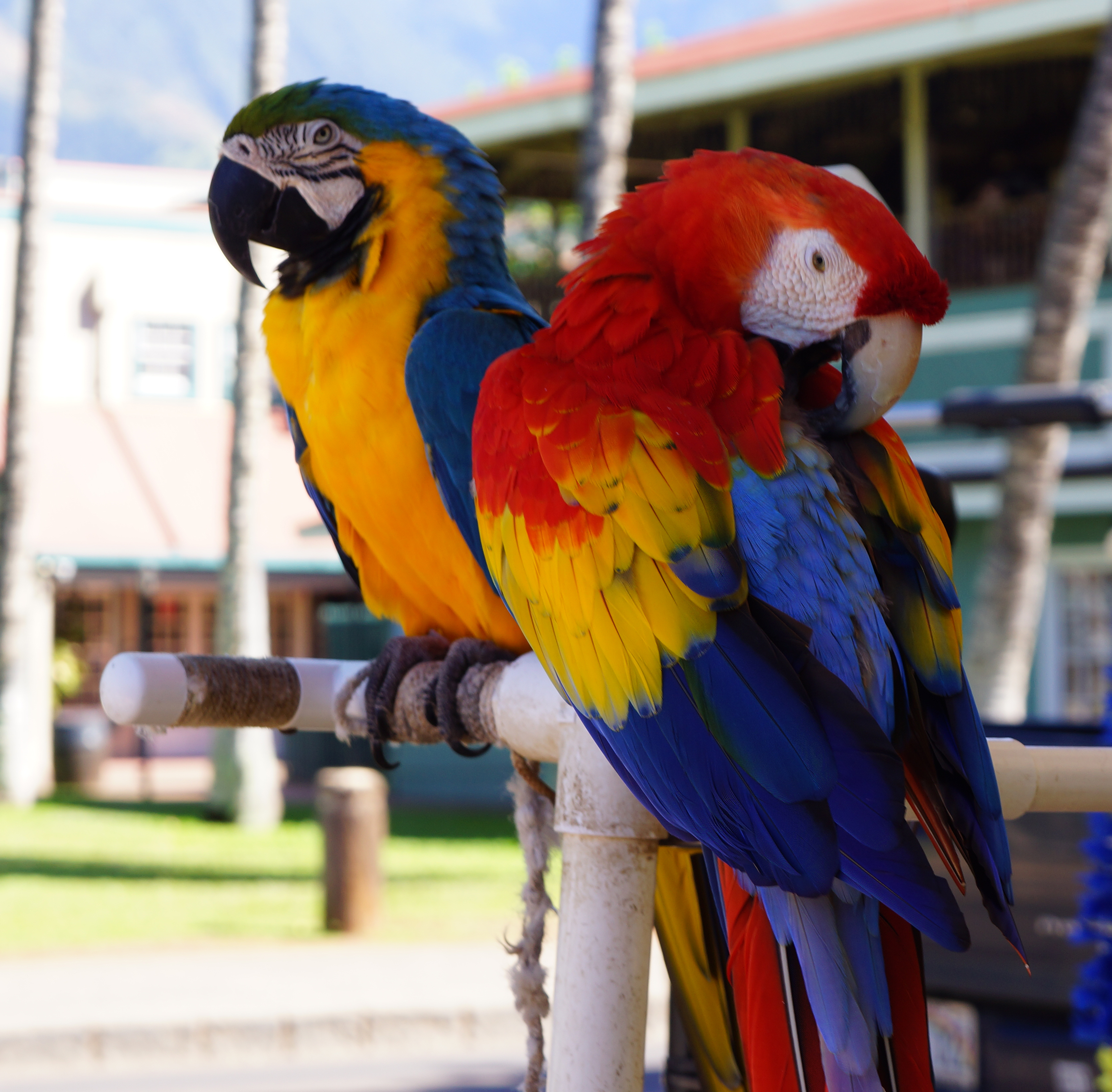 Maui parrots