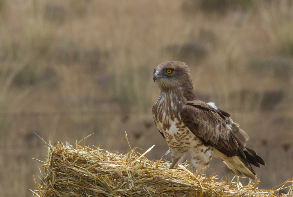 Short-toed Eagle - ormrn (Circaetus gallicus)