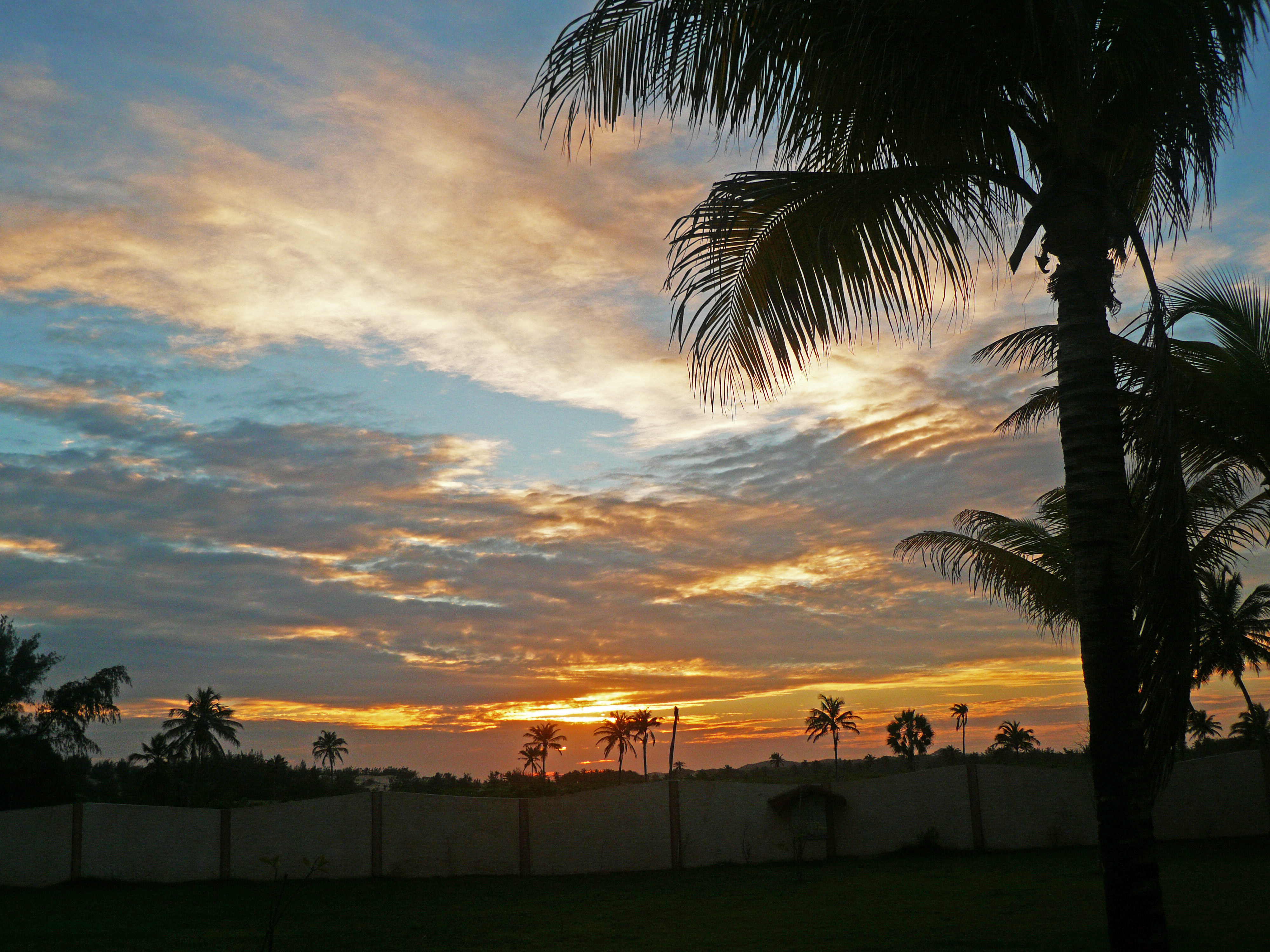 THE PALM-TREES