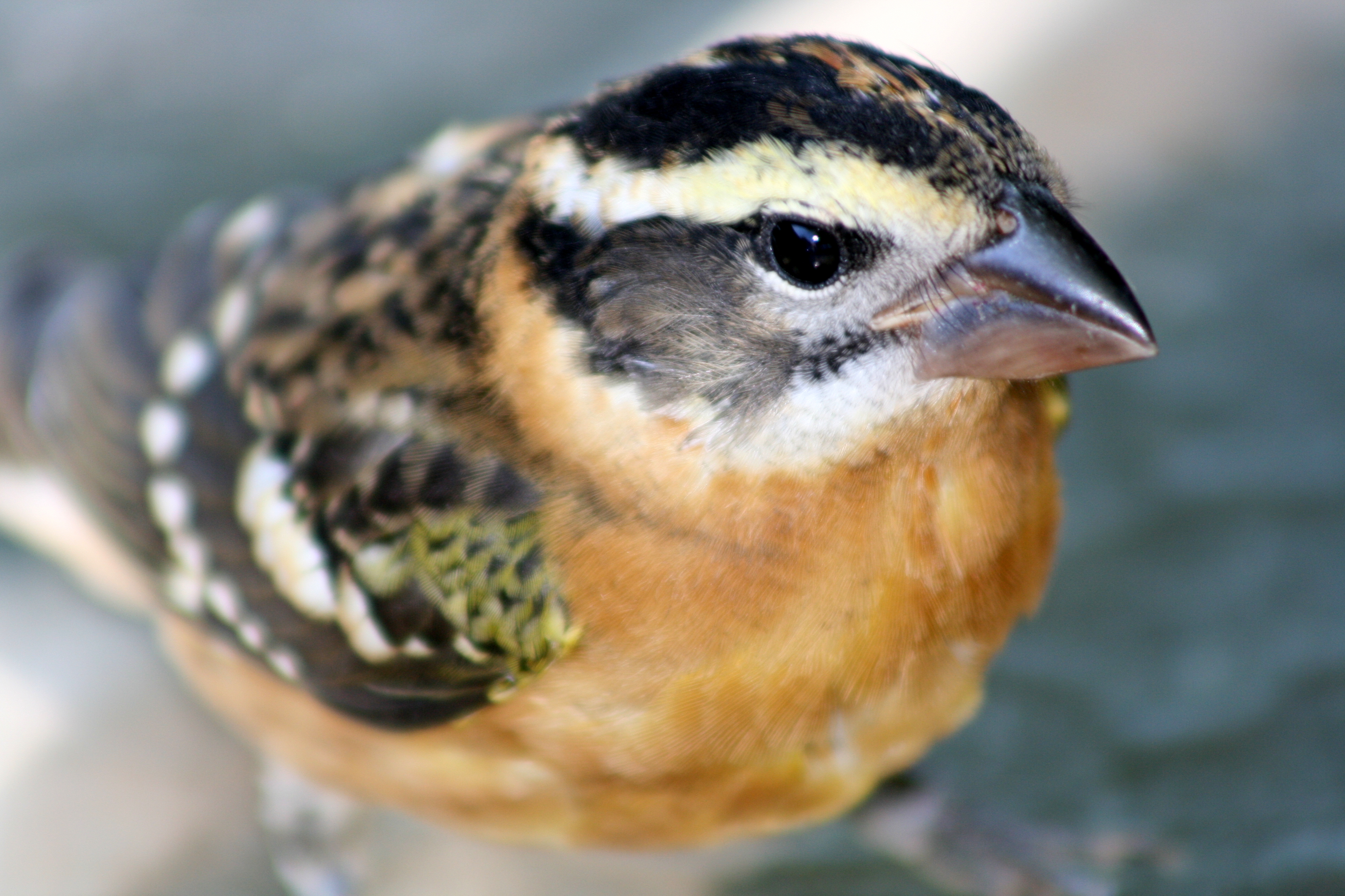 Black -Headed Grosbeak.JPG