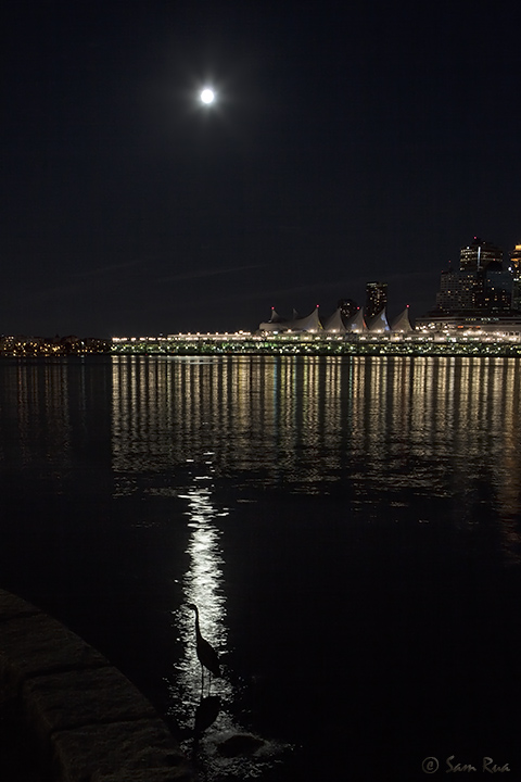Vancouver Super Moon Heron