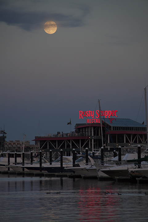 Rusty Scupper Moon