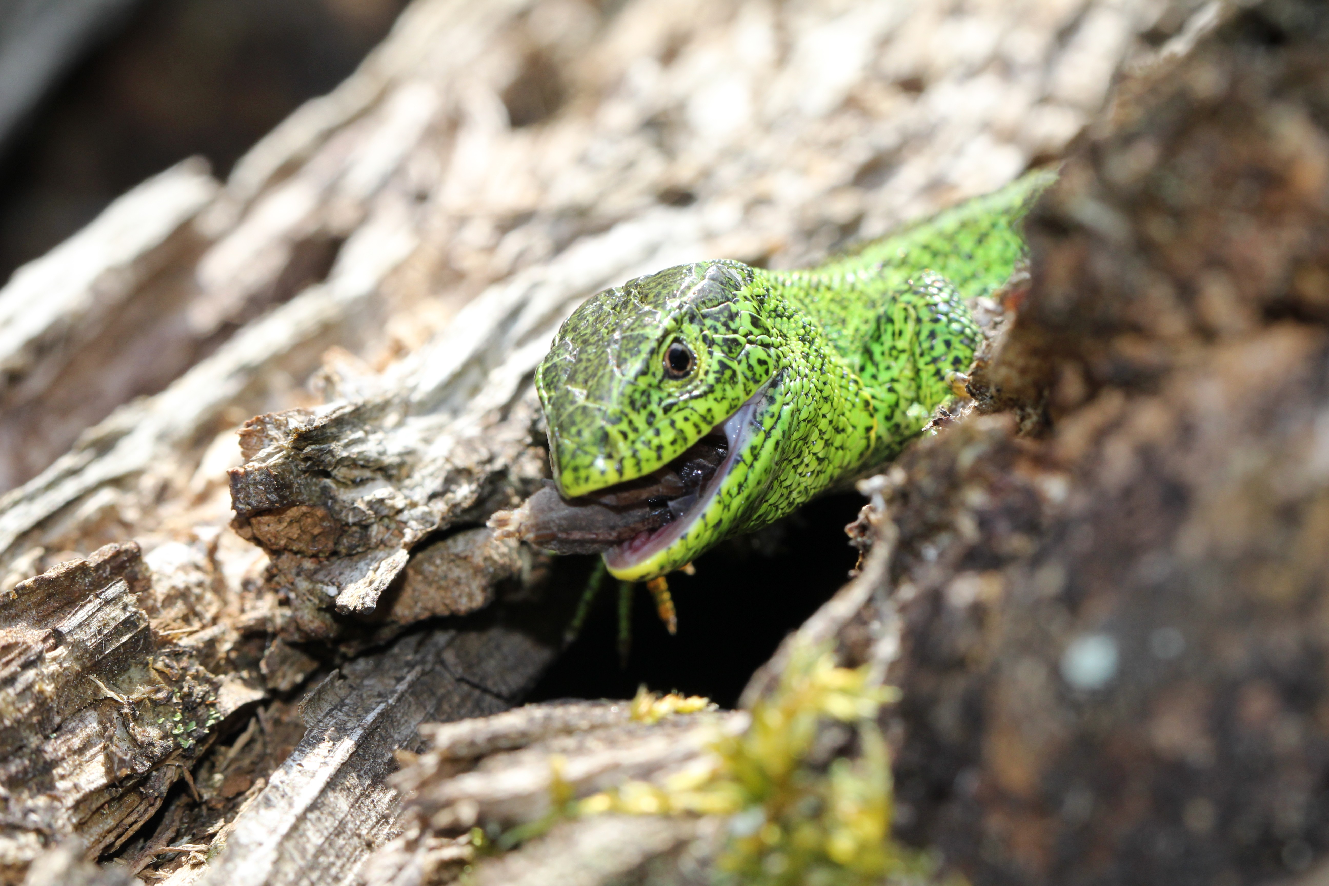 Juste le temps dune mise au point sur ce petit  lzard et il  mavait  fauss compagnie pour savourer son repas tranquillement 