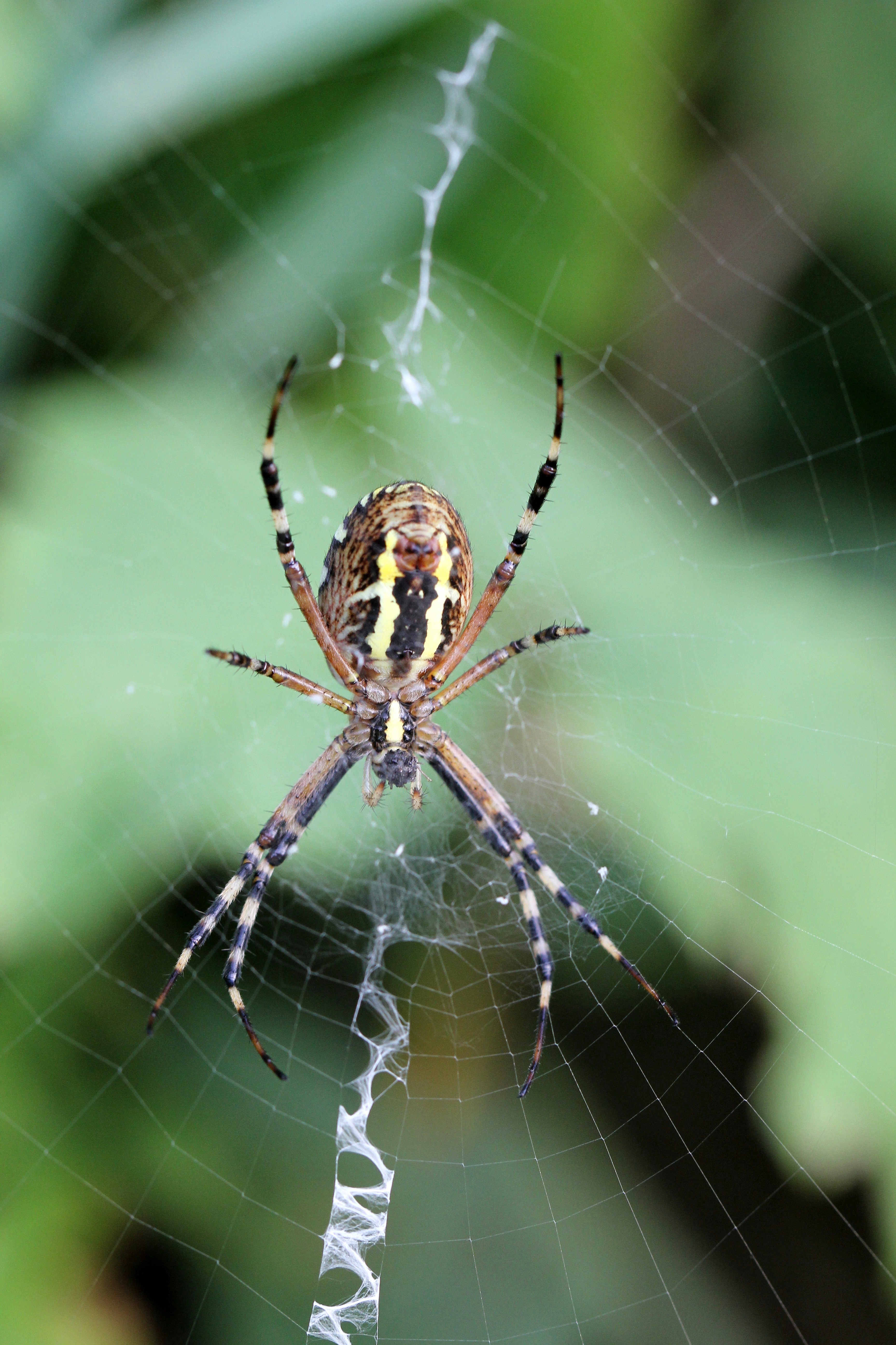 LArgiope Bruennichi fait de belles toiles qui portent un stabilimentum sorte de couture en zig-zag ajoute  la fin du tissage