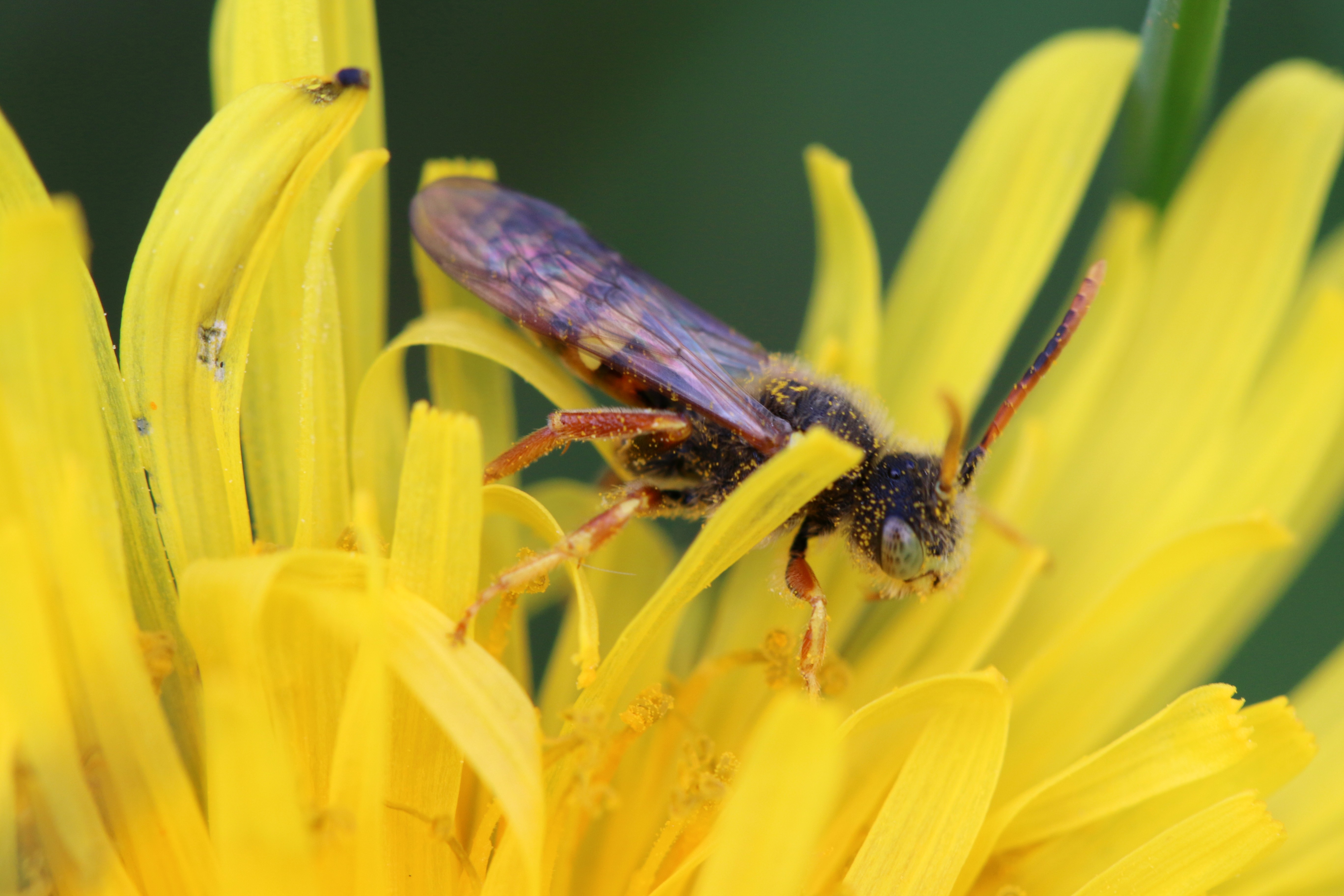 Labeille coucou   pond dans le nid dautres abeilles, sa larve va vivre au dpend de ses rserves de pollen.  