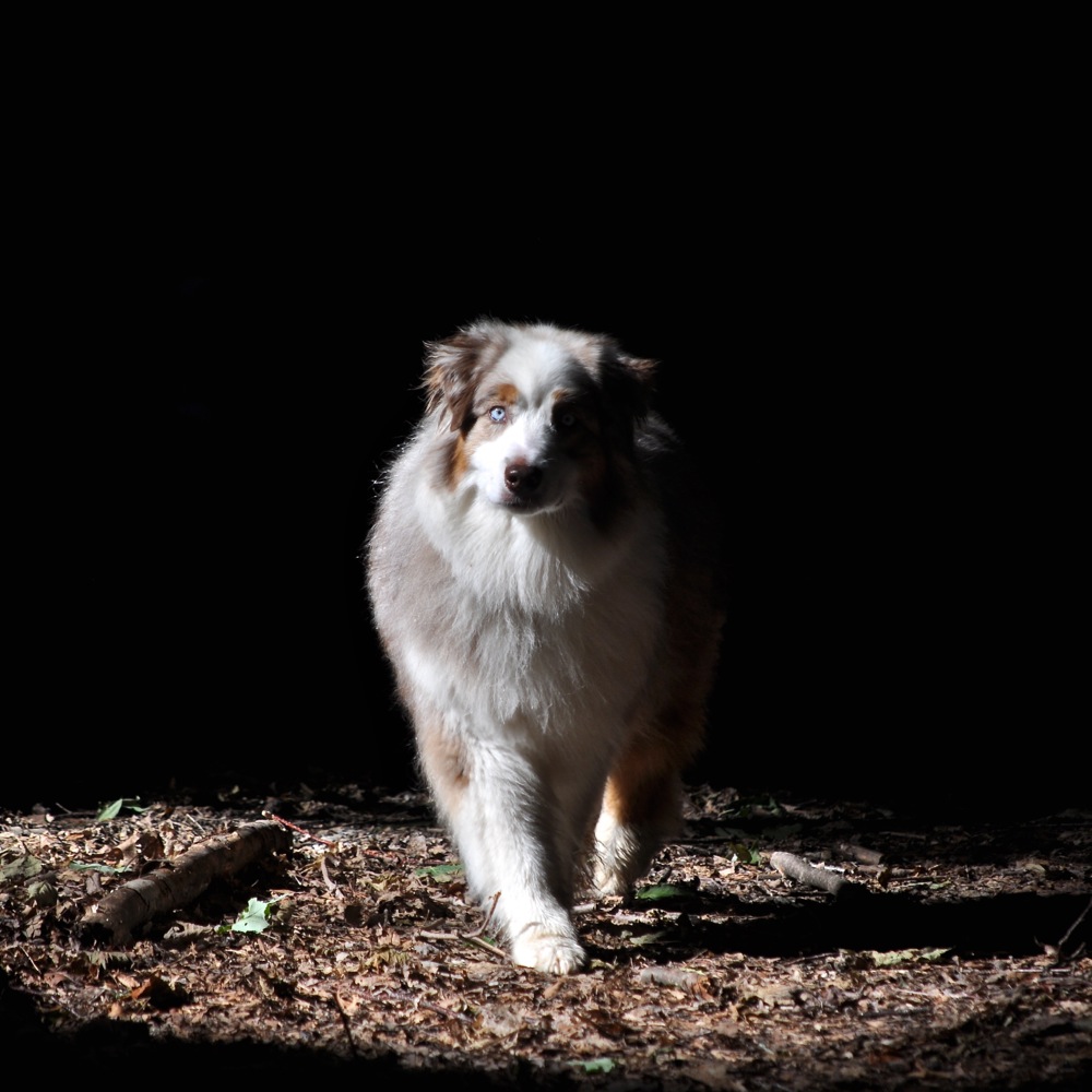 A Walk in the Forest