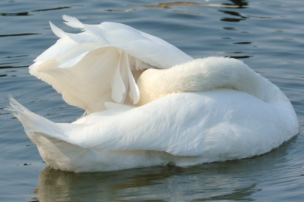 Swan 93.jpg