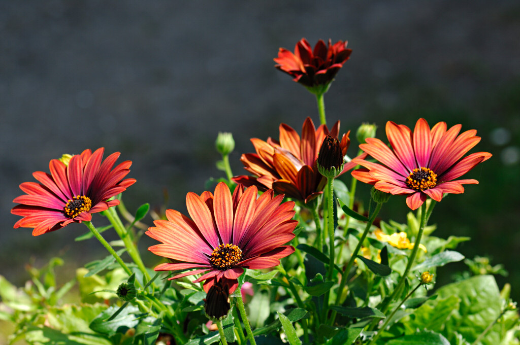 African Daisy 25.jpg