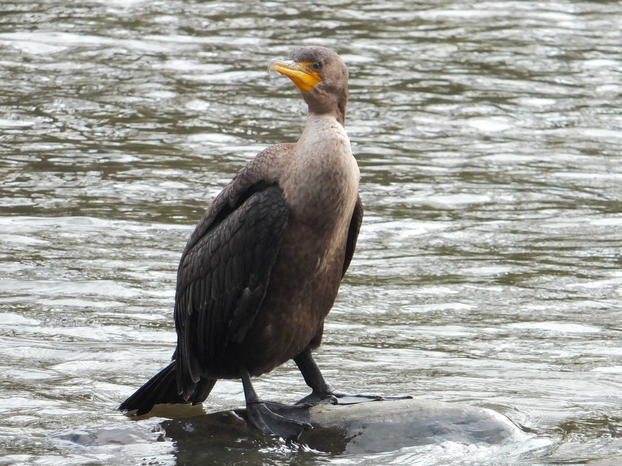 DSCF4463.JPG