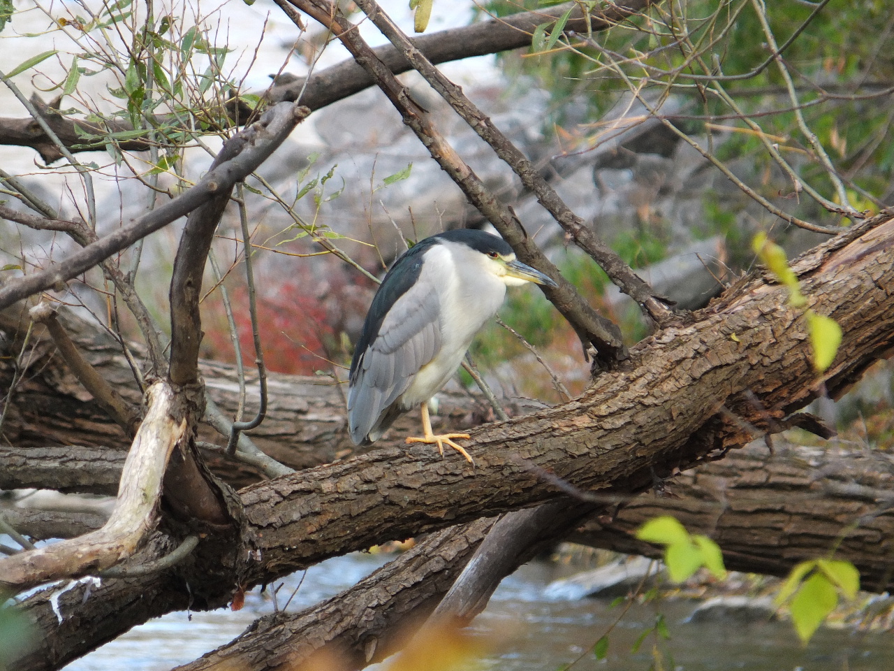 DSCF4467.JPG