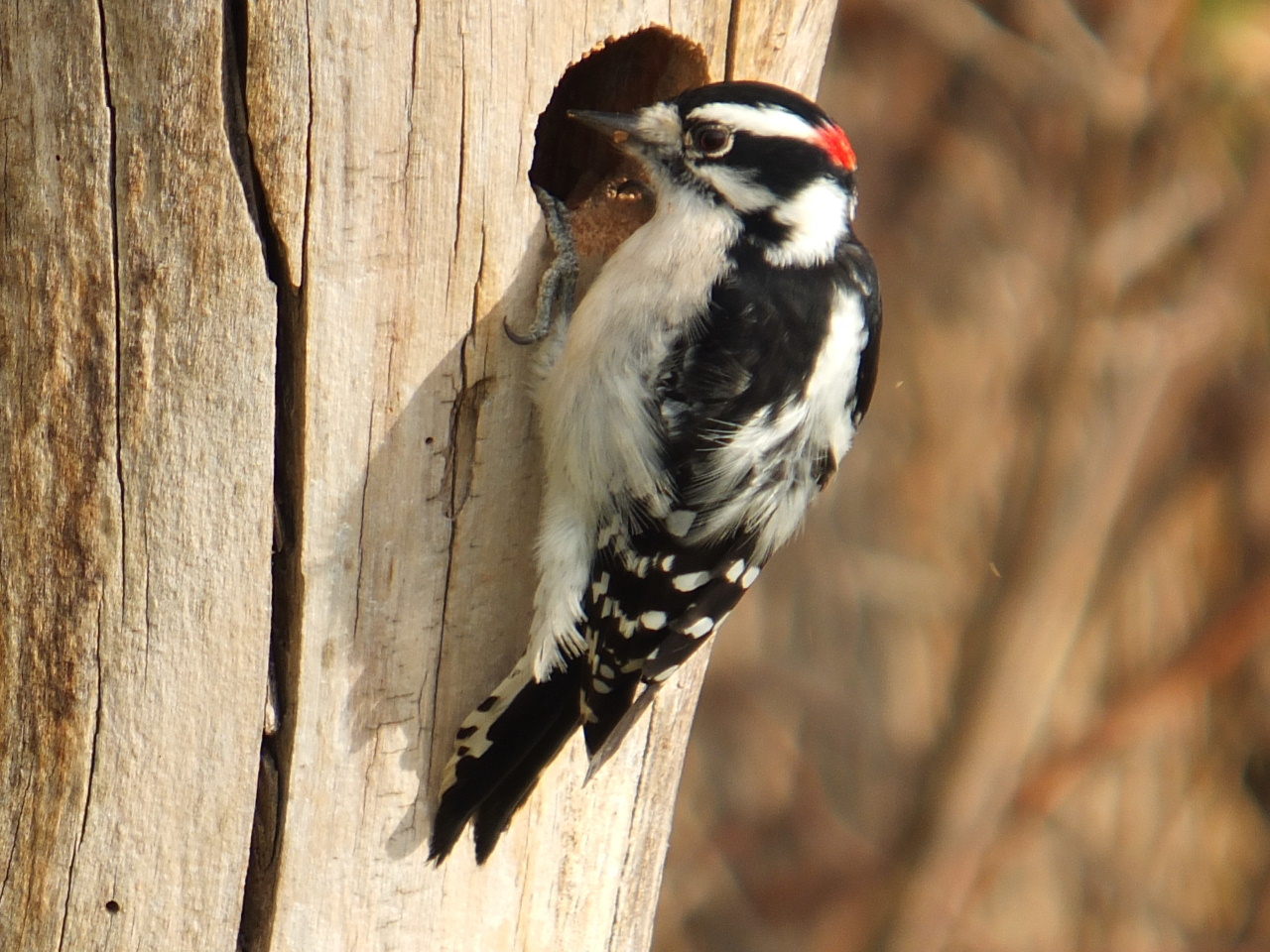 DSCF4485.JPG