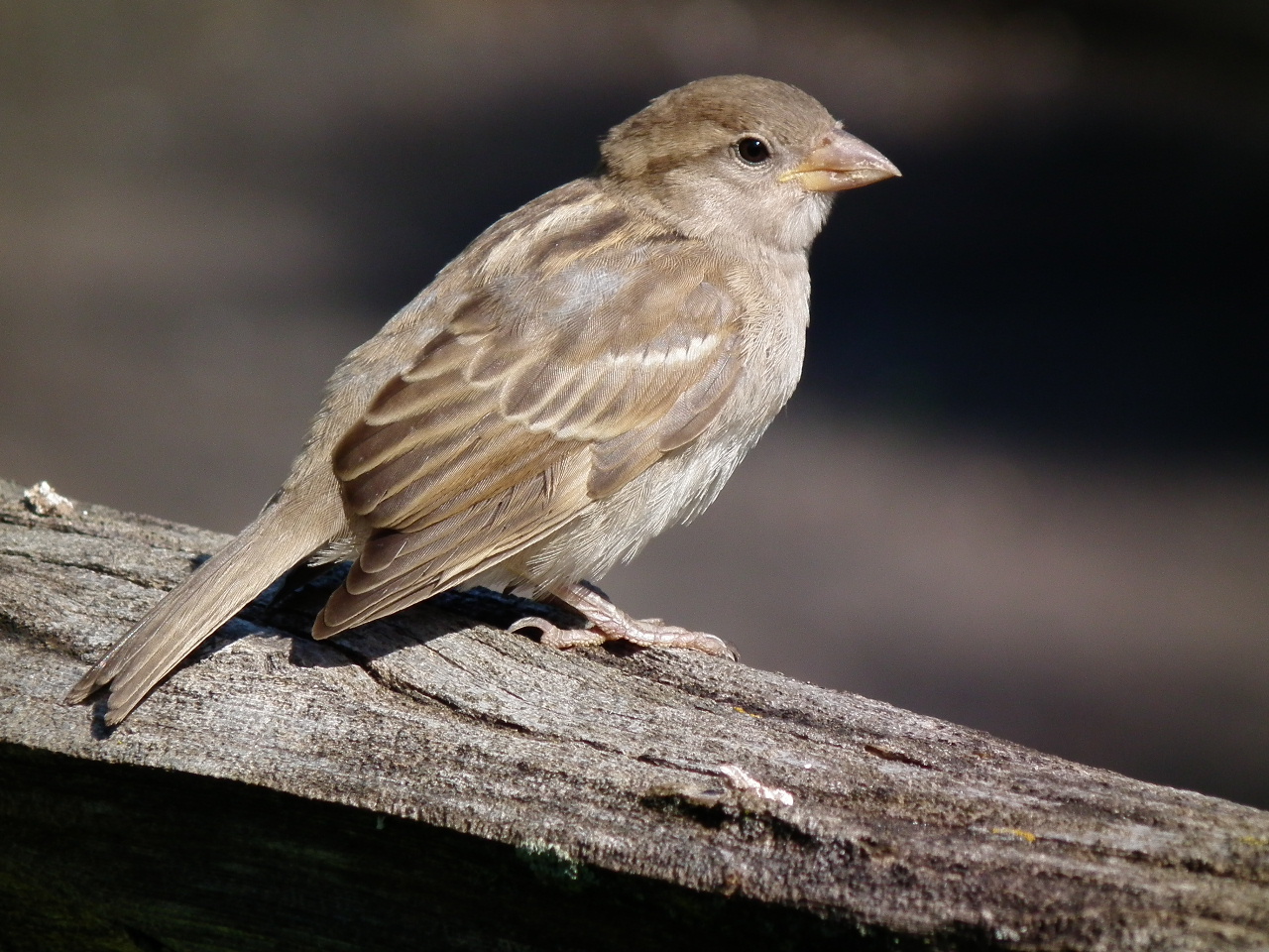 DSCF8359.JPG