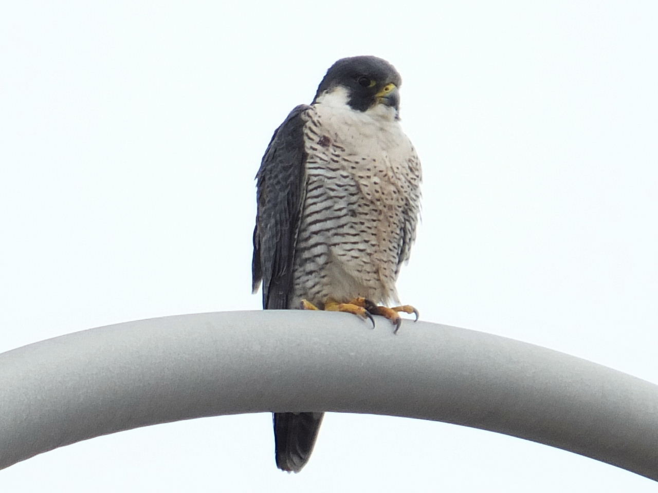 DSCF9638.JPG