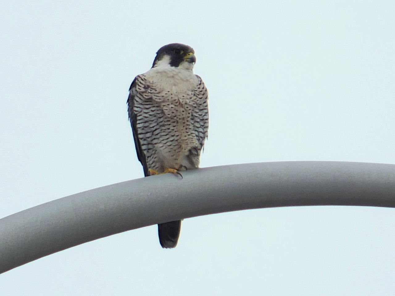 DSCF9645.JPG