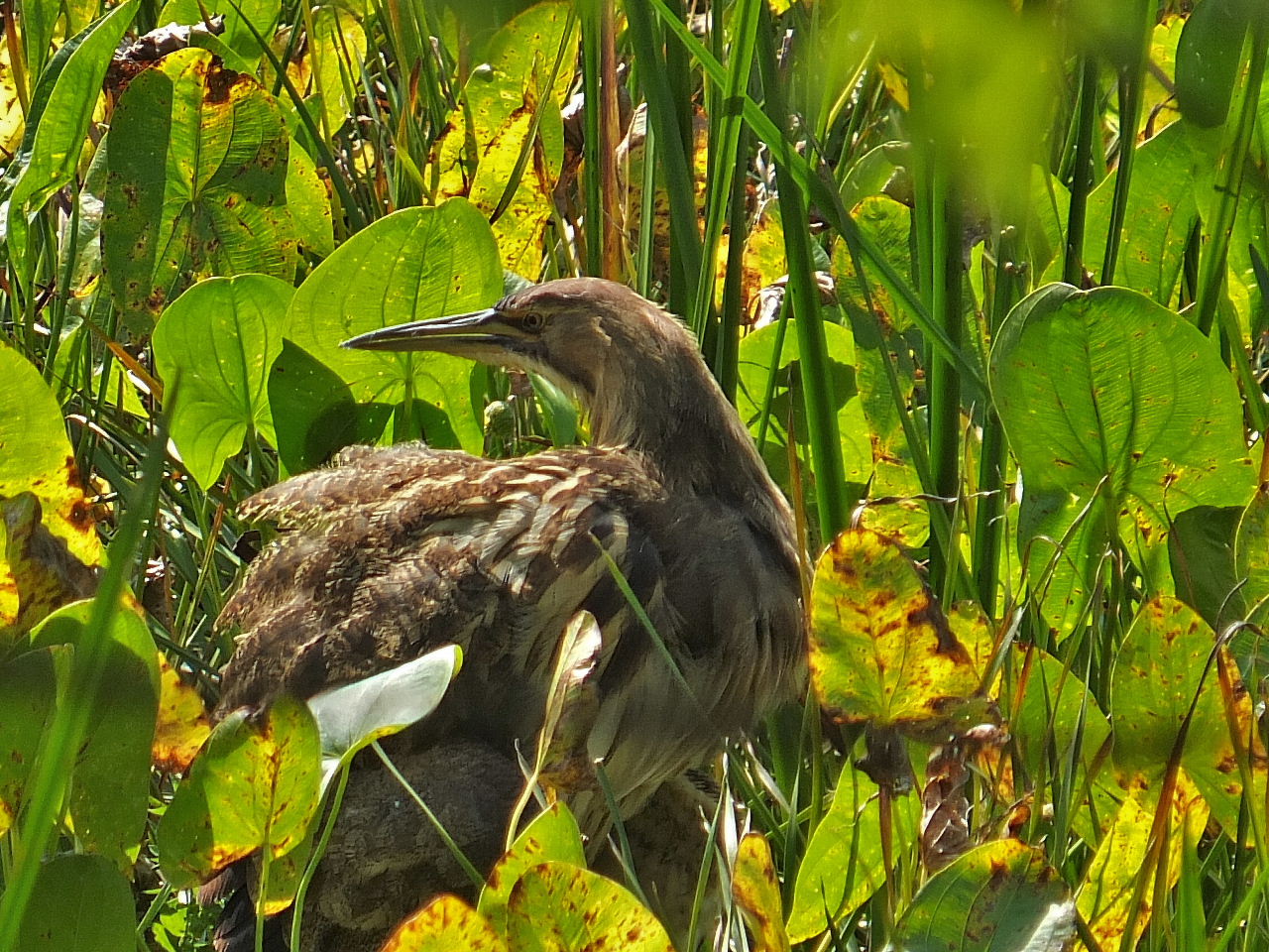 DSCF0316.JPG