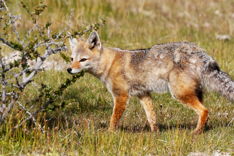 Patagonian fox, Torres del Paine National Park 