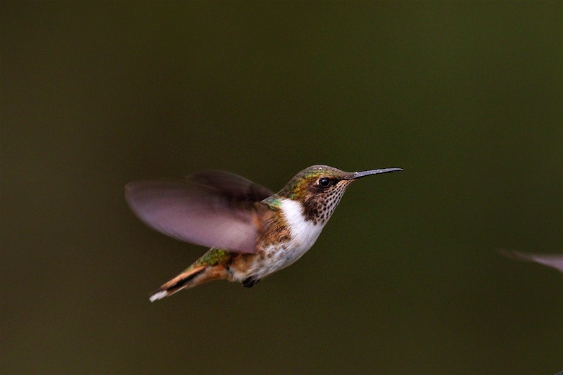 Volcano Hummingbird