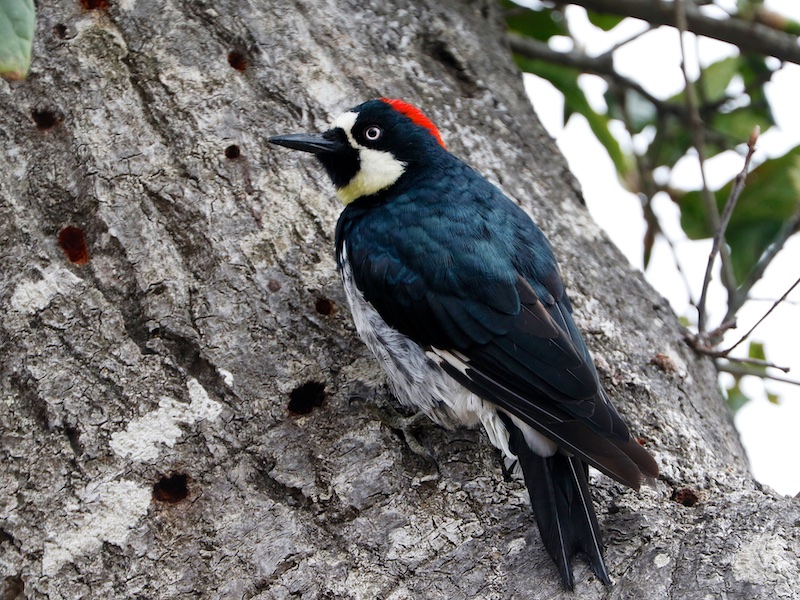 Acorn Woodpecker, Big Sur California