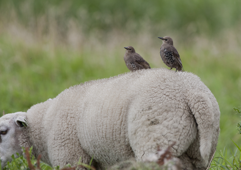 Common Starling