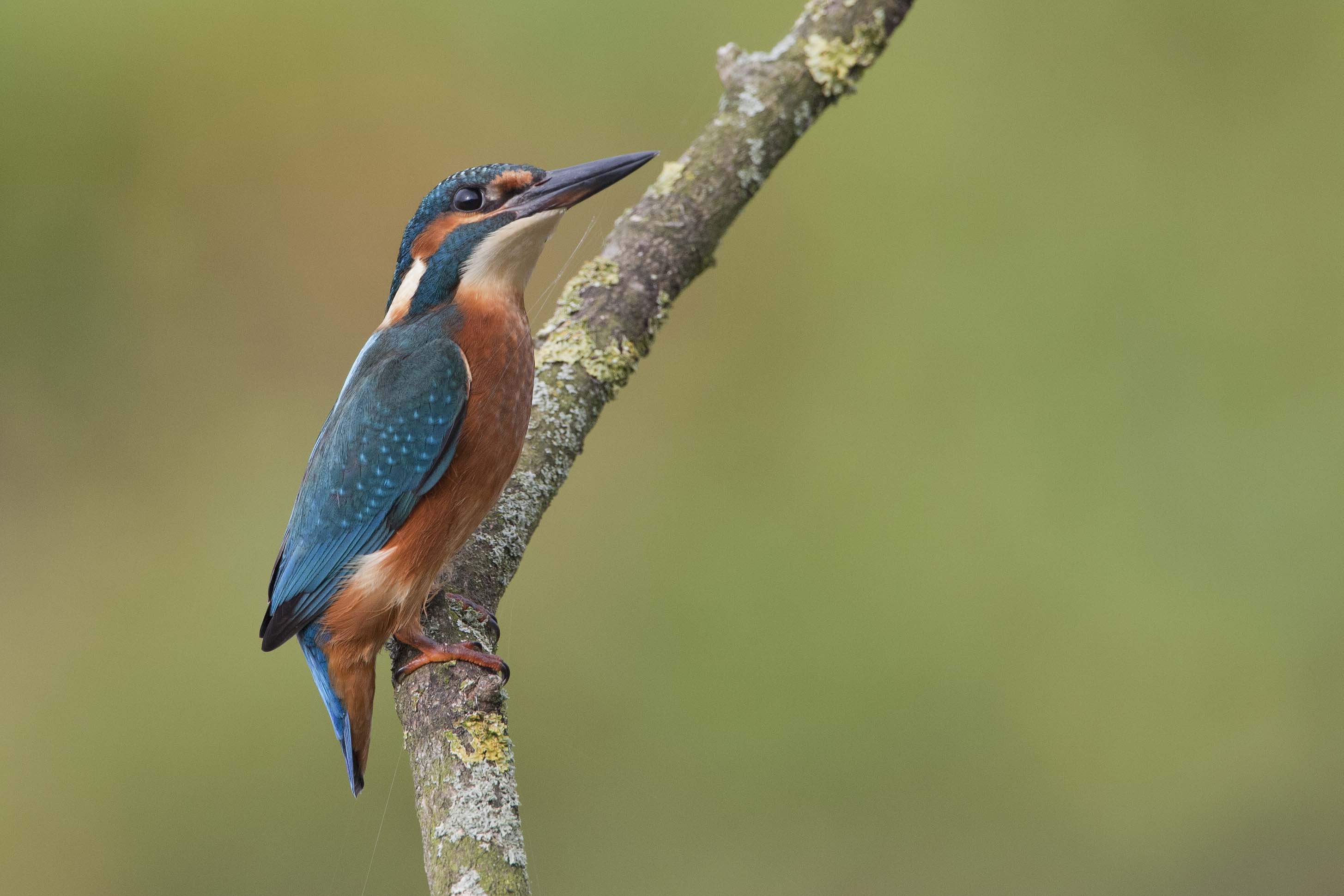 Common Kingfisher