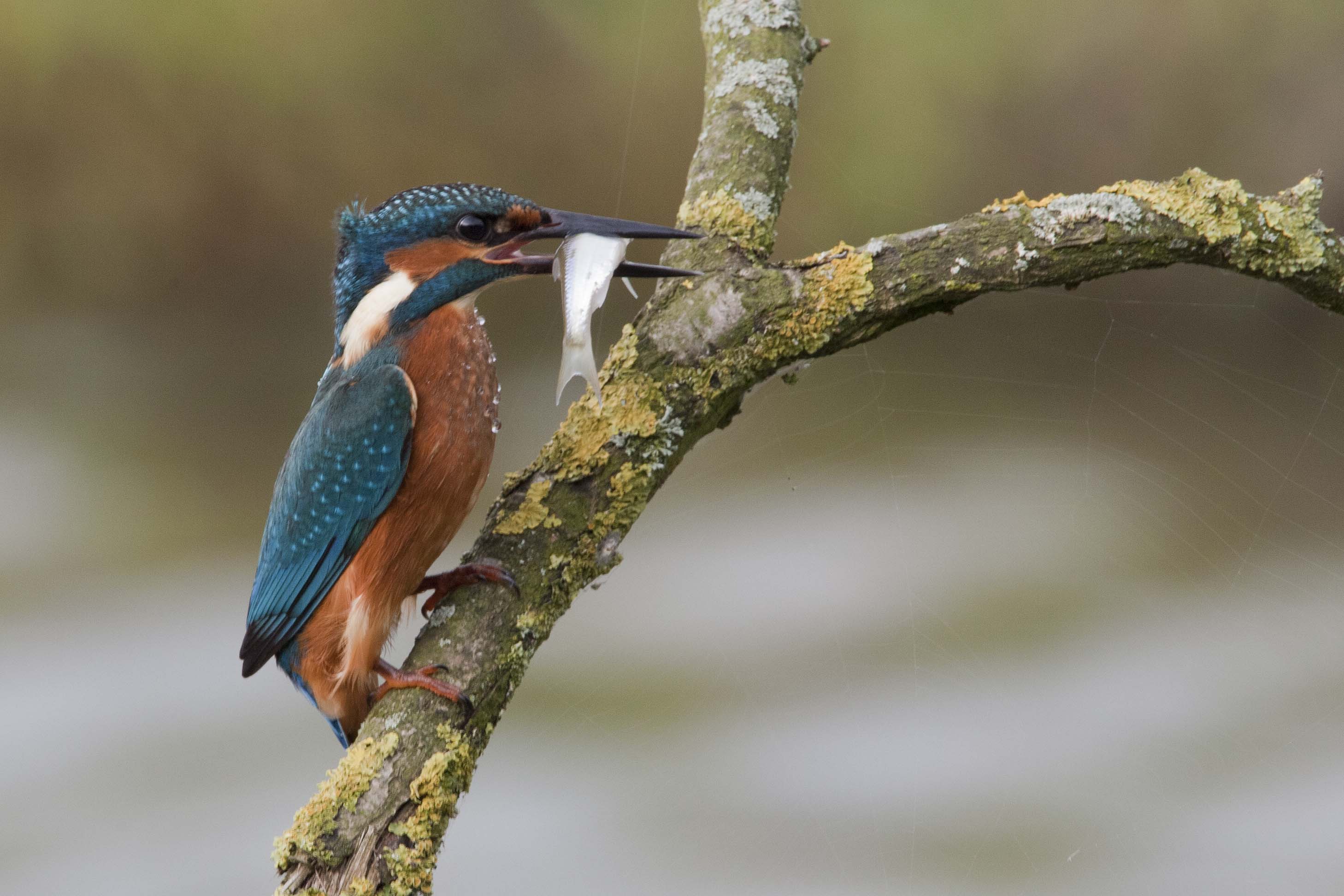Common Kingfisher