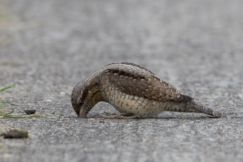 Wryneck