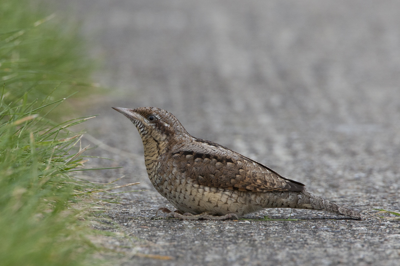 Wryneck