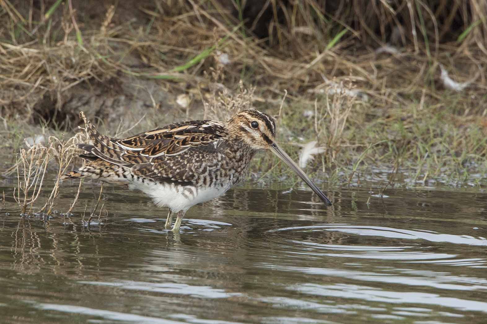 Common Snipe