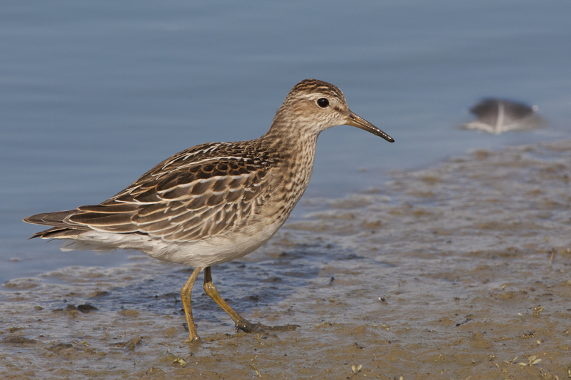 Pectoral Sandpiper