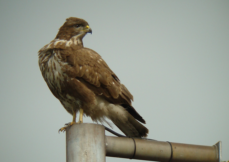 Common Buzzard