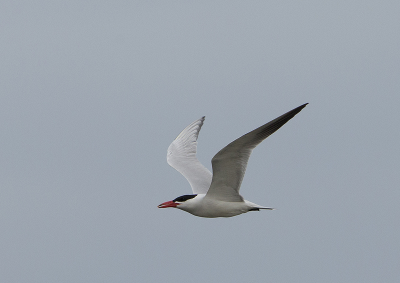 Caspian Tern