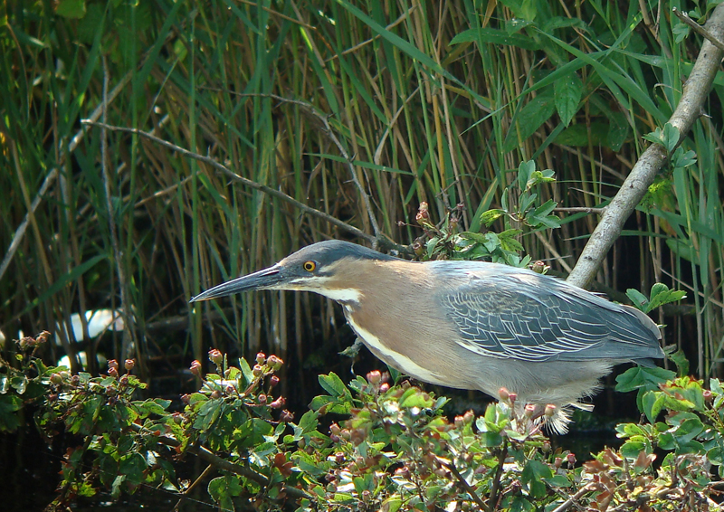 Green Heron